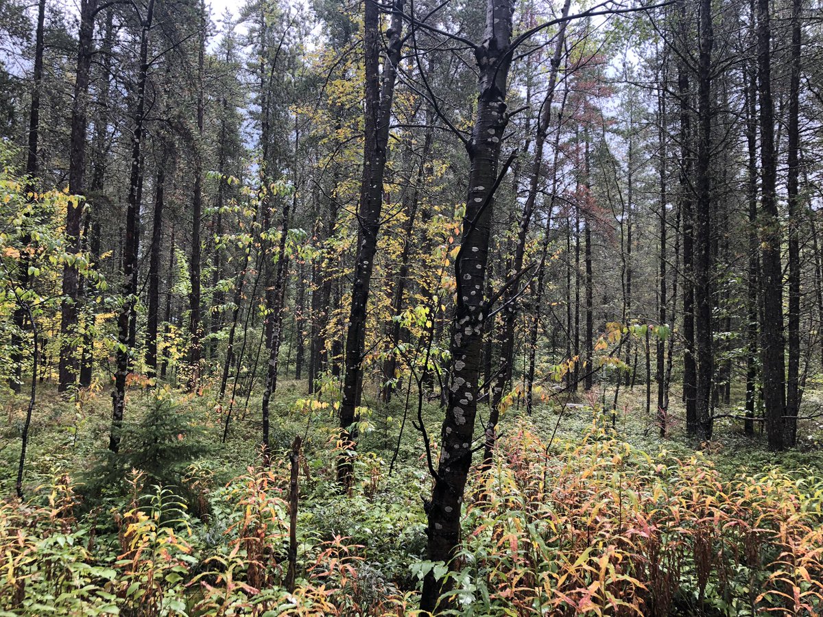 PermacultureGTA's tweet photo. Fall in our #Village! Our #Yoruba members call it OGUN. Whatever you call it we are here! We are #seed saving, #harvesting and holding space for new village #members.
#PDC trainees are building #projects and #Elders are doing what they do best. #Permies #Northeastern #Ontario https://t.co/zSq19UgTxx