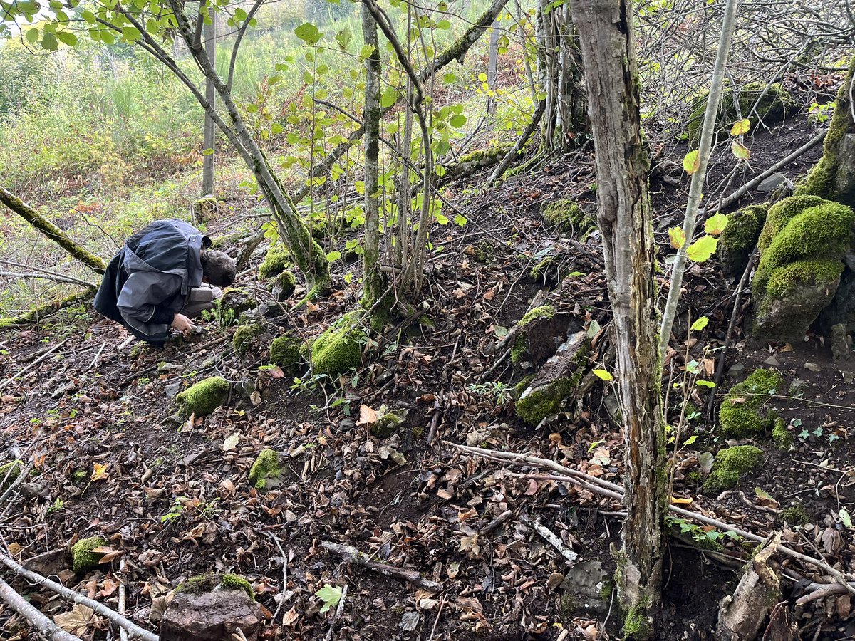 Chasing the Devonian in the French Vosges !!! #palaeontology #fossilfriday #fossil #devonian