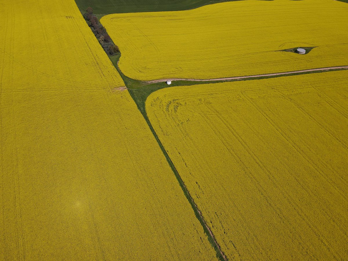 AngelaByron_'s tweet photo. Fields of gold at Harden NSW 🌼 

#canola #agriculture #drones https://t.co/DAcHiVZ2ac