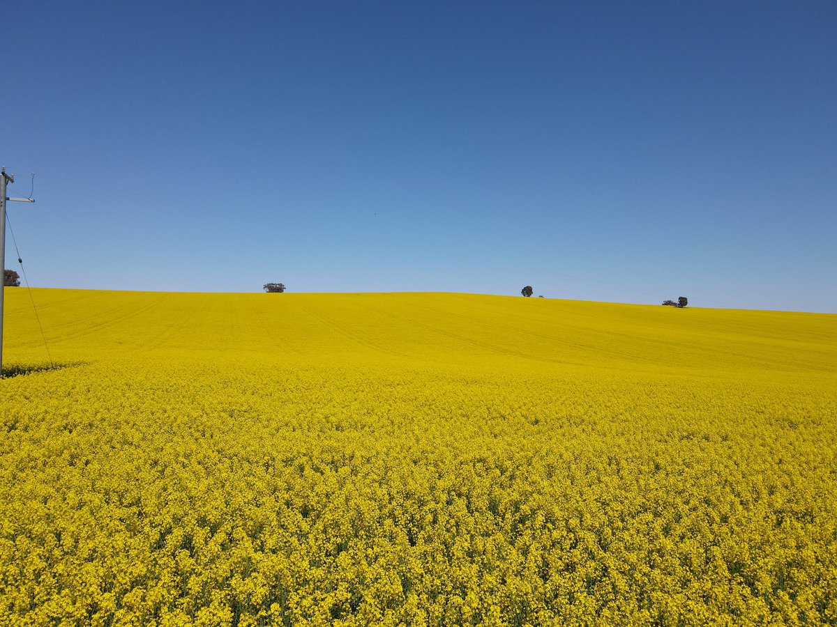 AngelaByron_'s tweet photo. Fields of gold at Harden NSW 🌼 

#canola #agriculture #drones https://t.co/DAcHiVZ2ac