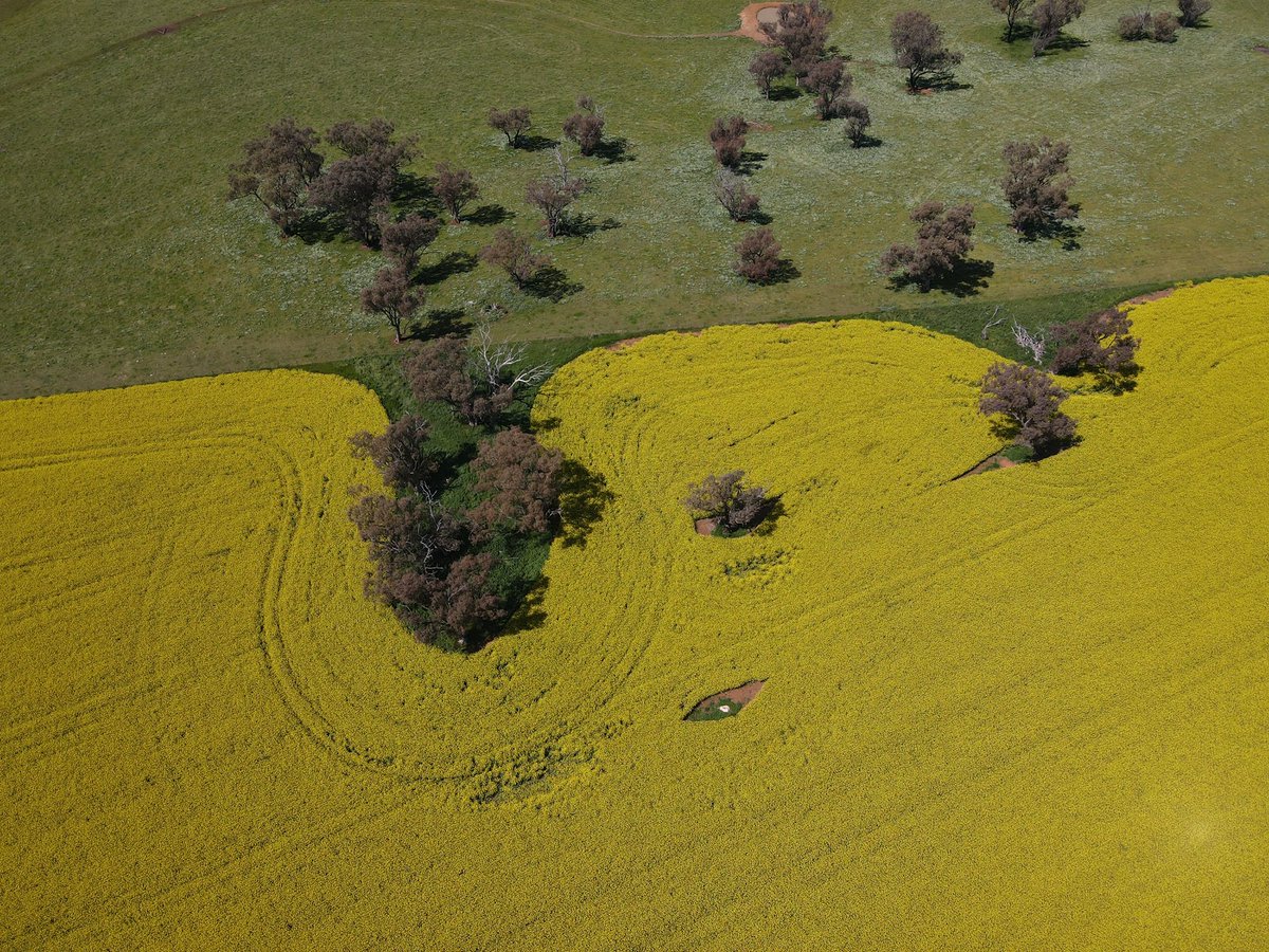 AngelaByron_'s tweet photo. Fields of gold at Harden NSW 🌼 

#canola #agriculture #drones https://t.co/DAcHiVZ2ac