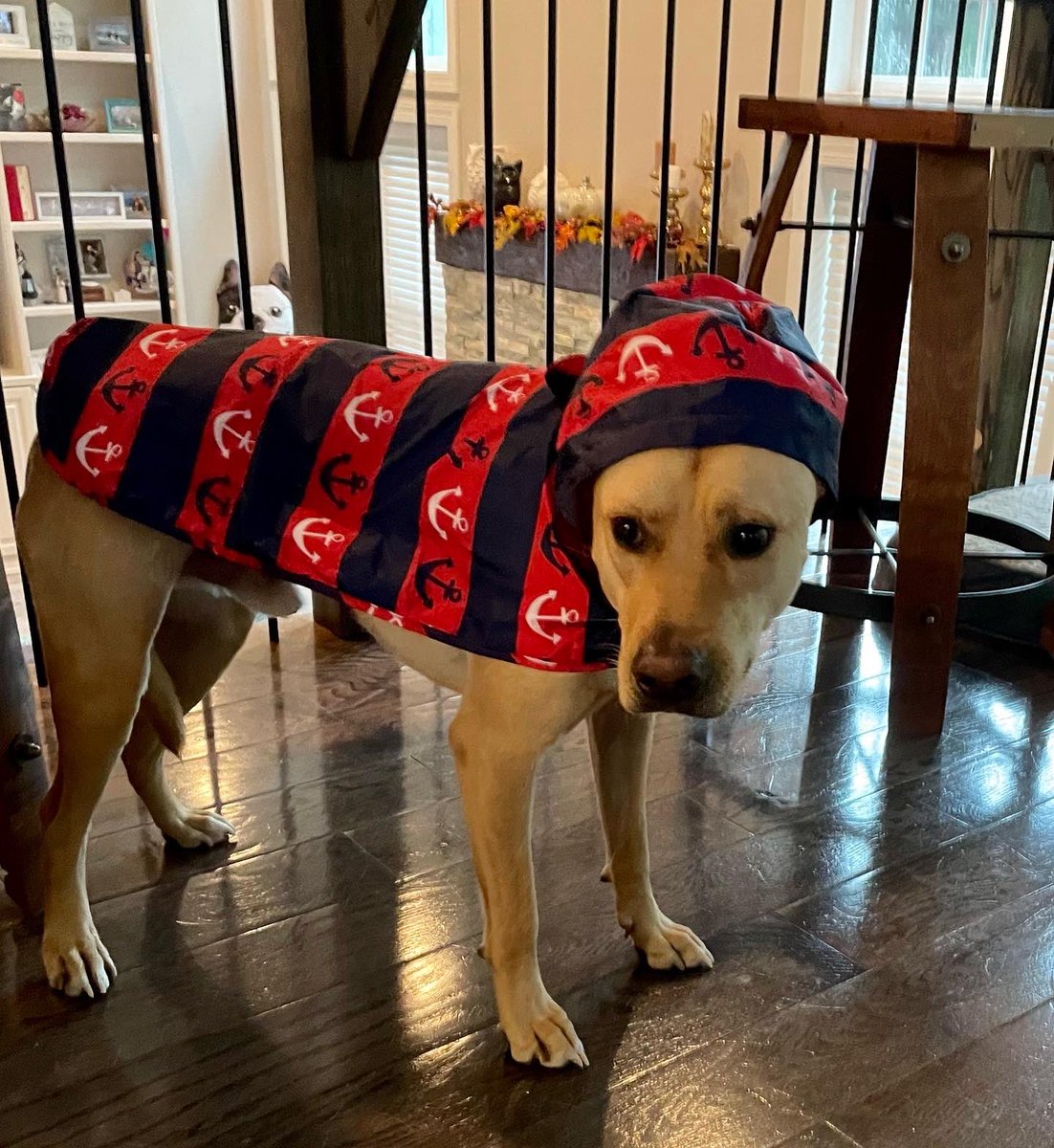 BexandTech's tweet photo. Pups are not a fan of Ian. But, they are weather ready in their raincoats ☔️ 😂 #Hurricanelan @wsoctv https://t.co/6kJQvGVIOy