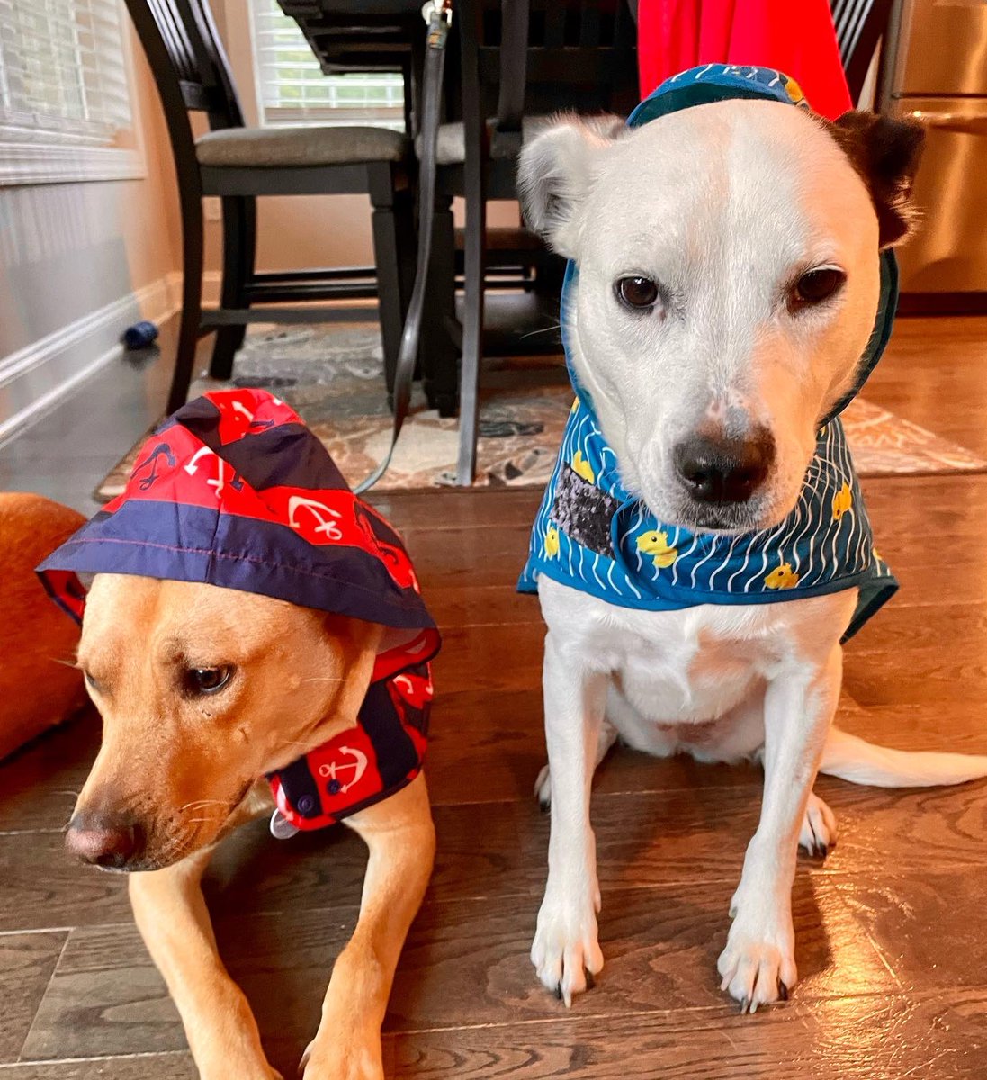 BexandTech's tweet photo. Pups are not a fan of Ian. But, they are weather ready in their raincoats ☔️ 😂 #Hurricanelan @wsoctv https://t.co/6kJQvGVIOy
