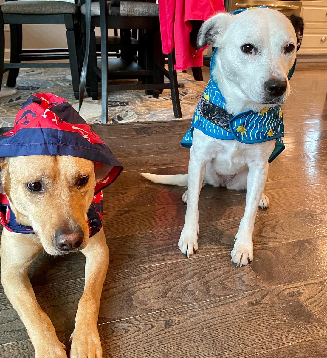 BexandTech's tweet photo. Pups are not a fan of Ian. But, they are weather ready in their raincoats ☔️ 😂 #Hurricanelan @wsoctv https://t.co/6kJQvGVIOy