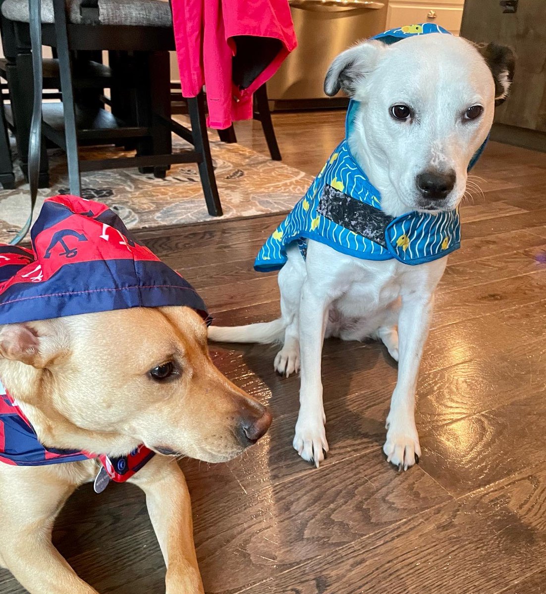 Pups are not a fan of Ian. But, they are weather ready in their raincoats ☔️ 😂 #Hurricanelan <a href="/wsoctv/">WSOCTV</a>