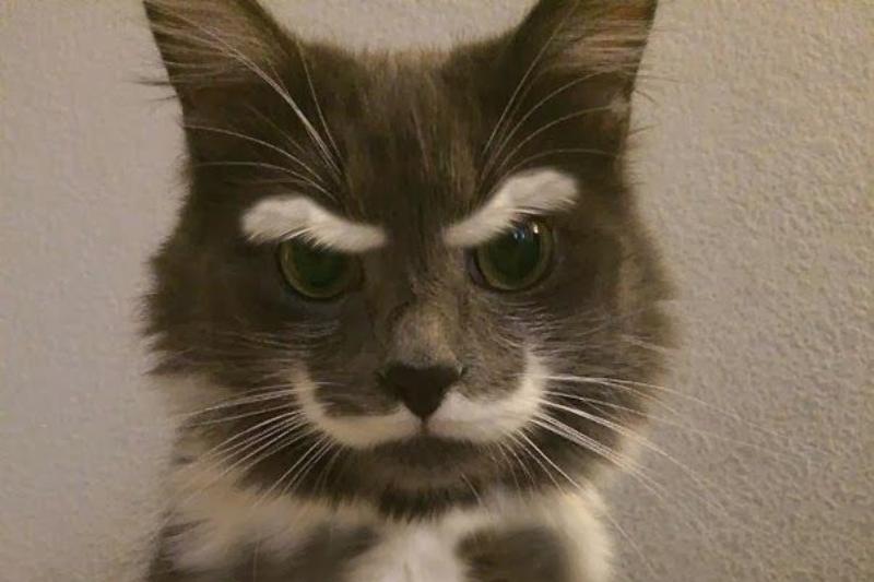 kitchenwriter's tweet image. #MilkMoustache and eyebrows 🐱❤️