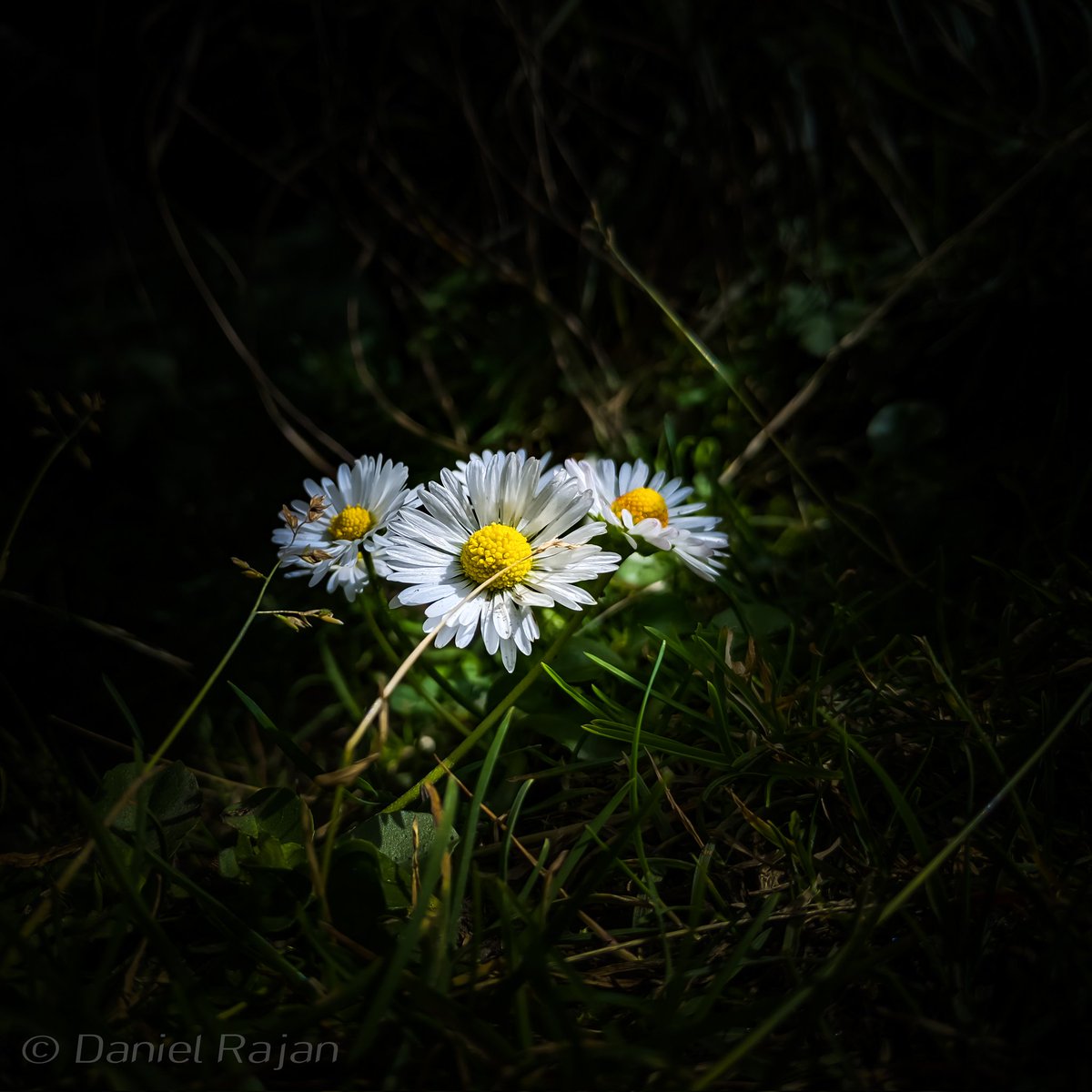 danielraja22's tweet photo. @Lightroom Here you go.. let's see ☮️ https://t.co/525Xh4ynOu