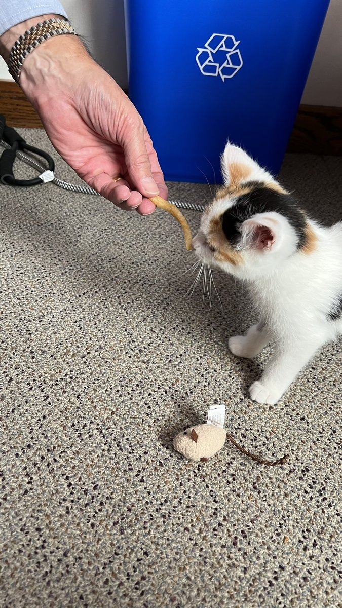 OFFICE CAT!!!!