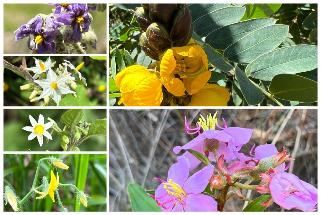 Some buzz-pollinated flowers from Eastern Australian