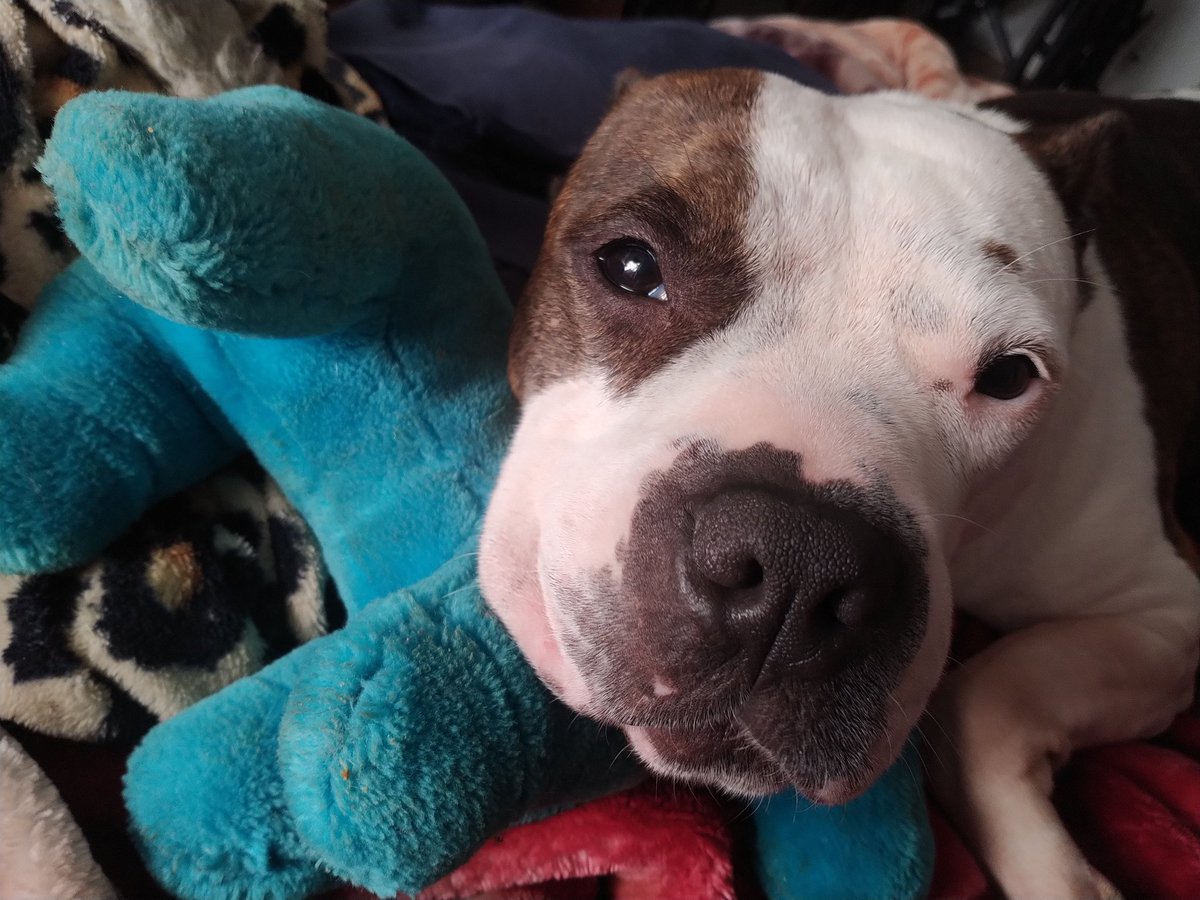 My Staffy sister Persephone resting on my blue horsey toy.