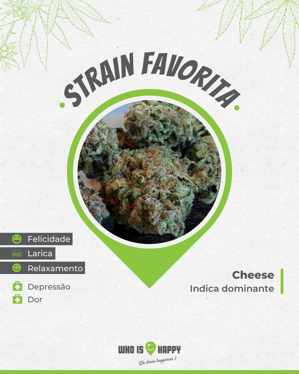 whoishappyapp's tweet photo. Cheese é uma cepa famosa que teve origem no Reino Unido, a partir da Skunk #1
Apareceu pela primeira vez entre 1988 e 1989 e rapidamente ganhou fama!

Essa strain leva o nome ''Cheese'' porque tem um cheiro forte que lembra queijo 1/2

#cheese #strains #guiadestrains #whoishappy https://t.co/Wpg54FqVoV
