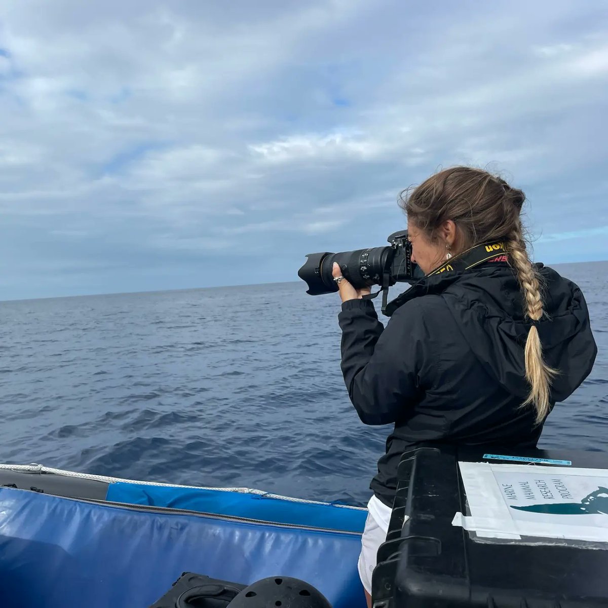 <a href="/MMRP_UH/">MMRP Uni of Hawaii</a> had a successful field season off Kona, HI conducting marine mammal surveys to collect UAV (drone) &amp; photo ID data to determine population abundance &amp; age structure of spinner dolphins. ~9,000 km traveled, 39 days on the water, 9 #cetacean species! <a href="/fvivier89/">Fabien Vivier</a> <a href="/himb_soest/">Hawai‘i Institute of Marine Biology</a>