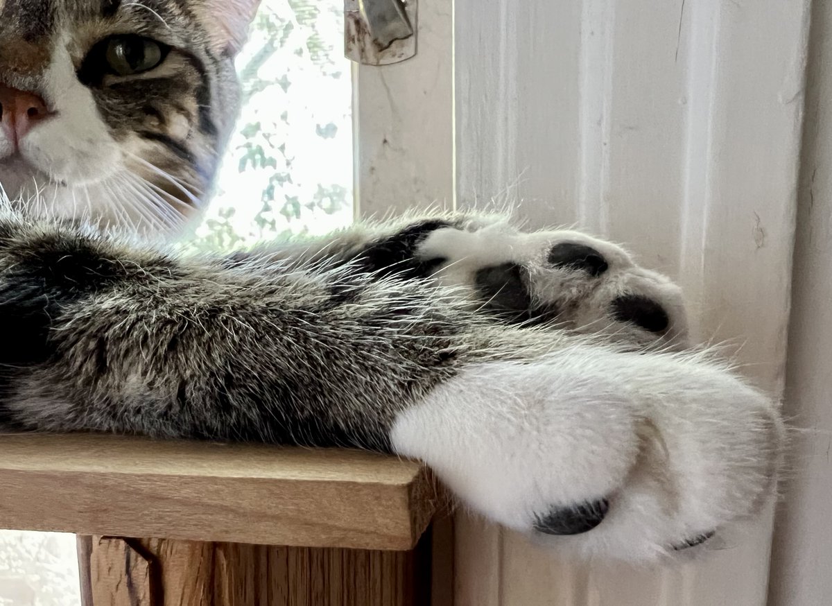 ceejbot's tweet photo. Is it Feets Friday? https://t.co/W7SAn1a2HE