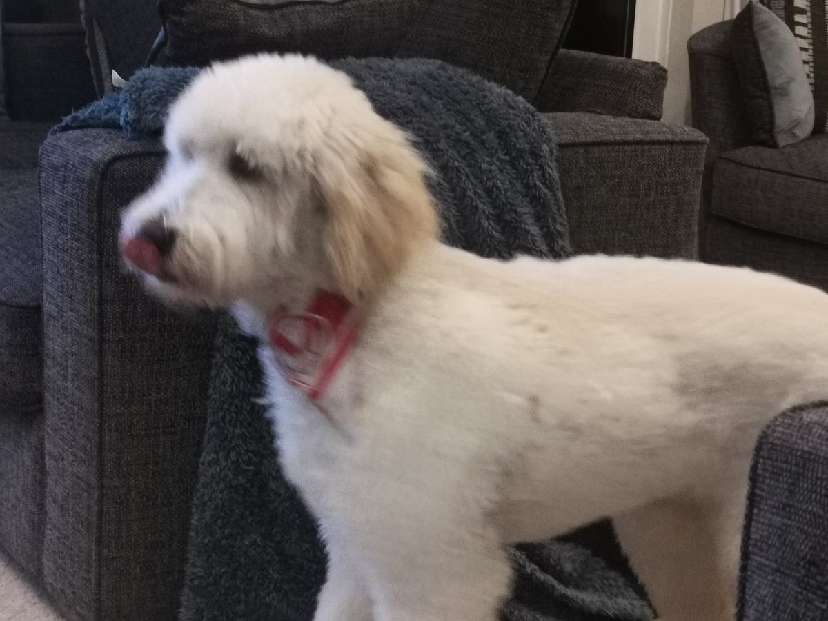 Tom Crowe tweet media