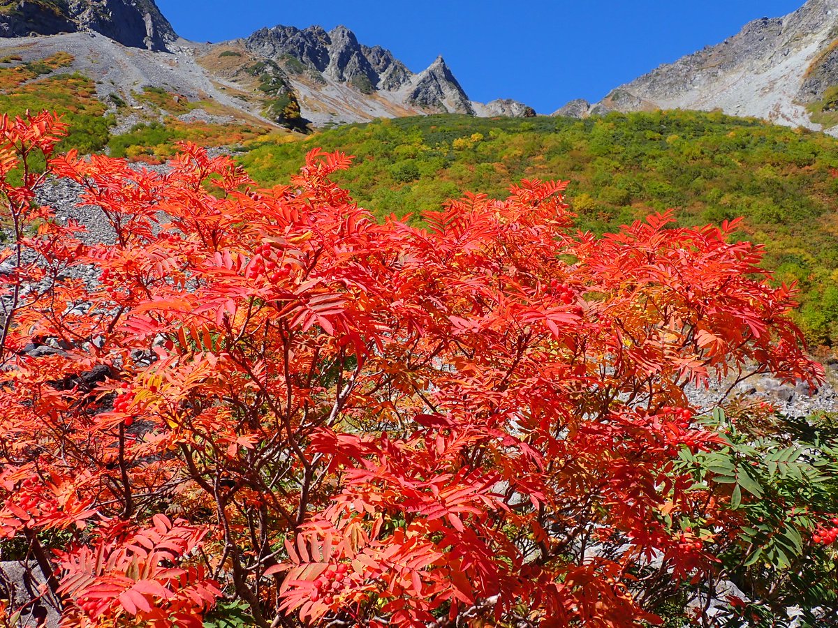 karasawa_hyutte's tweet photo. おはようございます。現在4℃です。昨日は600張のテント数でした。
紅葉、上部は７割程の色づきとなり「見頃」を迎えています。 https://t.co/V2ed3Z80rG