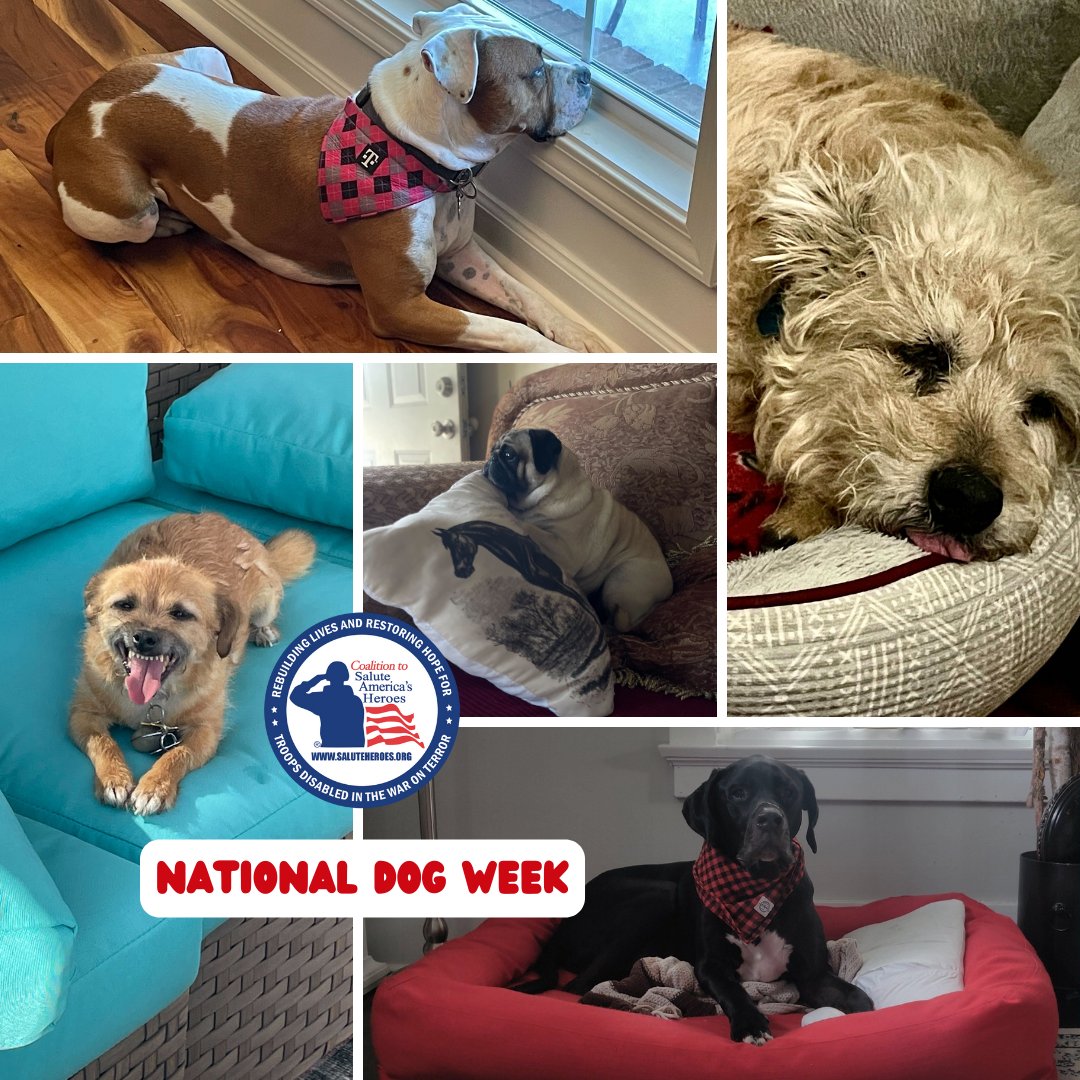 SaluteHeroes's tweet photo. Today wraps up the last week / day of September in conjunction with #NationalDogWeek 🐶🤎 Please enjoy this photo compilation of some of the #DogHeroes in our program. #FuryFriends #DogWeek #EndOfTheMonth #ServiceDog #VeteransBestFriend #SaluteHeroes https://t.co/A0MGACwq3g