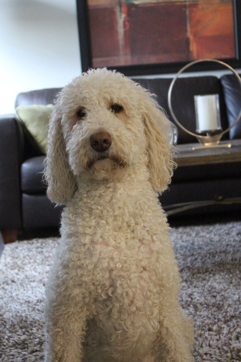 Nessa + Macie Doodle 🇨🇦 tweet media