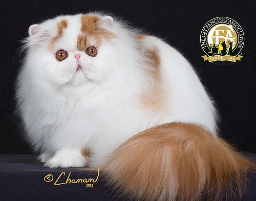 SamEisen1's tweet photo. I LOVE THE CAT FANCIER’S ASSOCIATION https://t.co/6Vb1QI2us2
