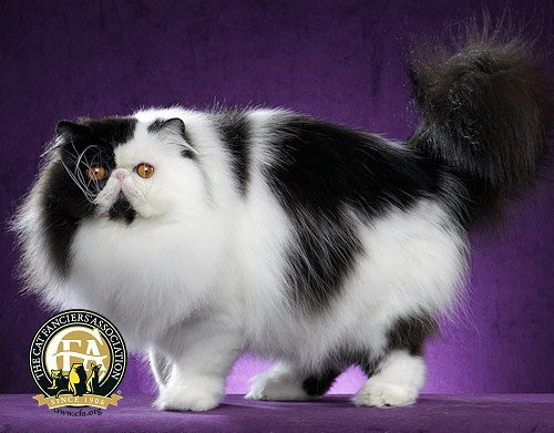 SamEisen1's tweet photo. I LOVE THE CAT FANCIER’S ASSOCIATION https://t.co/6Vb1QI2us2