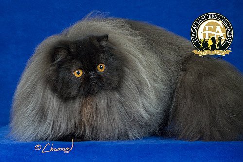 SamEisen1's tweet photo. I LOVE THE CAT FANCIER’S ASSOCIATION https://t.co/6Vb1QI2us2