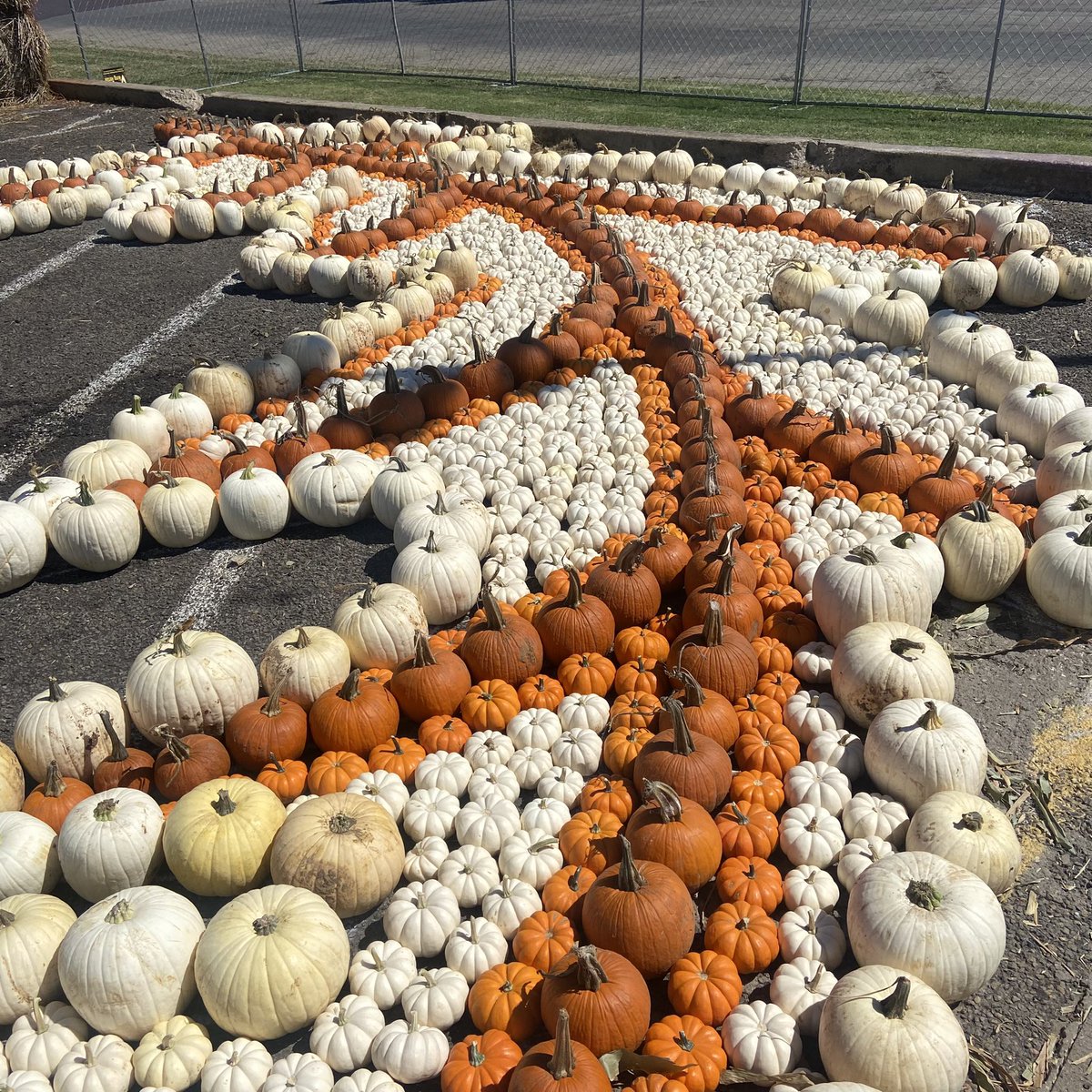 visitennistexas's tweet image. Yes! 🧡The pumpkin patch and hay maze officially opens on Saturday, Oct 1st in downtown Ennis! 302 N.Dallas St. Follow @visitennistexas 
@DowntownEnnistx on Facebook #ennisautumndaze #ennistx #visitennistexas #pumpkins #haymaze