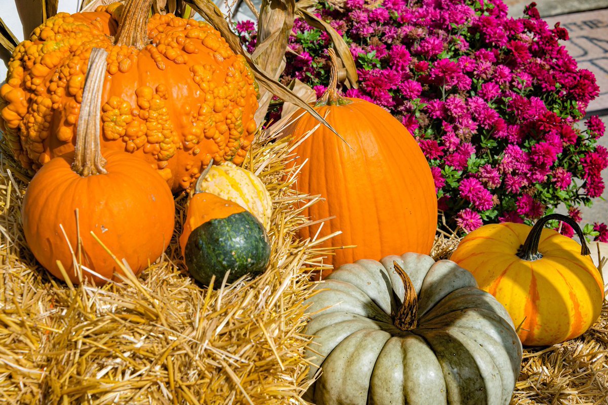 BellNursery's tweet photo. Fall fun means cooler temps, leaves changing colors, sweaters, sipping hot apple cider by the fire &amp; creating beautiful fall displays with your favorites. Mums, pumpkins &amp; ornamental cabbage to name just a few. Happy fall decorating! #atthehomedepot @brettguthrie8 @brianfrombell https://t.co/sWYnq1FzP0