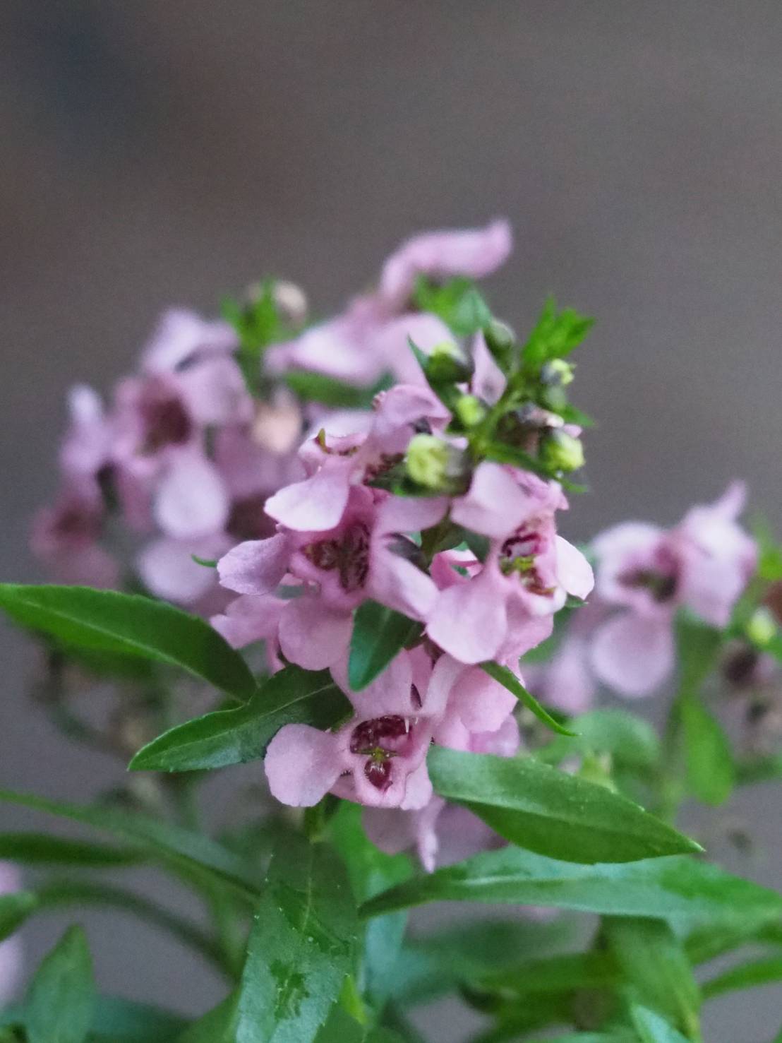花凛𓂃 𓈒𓏸 22年10月1日 花写真 アンゲロニア 花言葉 片思いの恋 Tlを花でいっぱいにしよう T Co Tcsgv4reru Twitter
