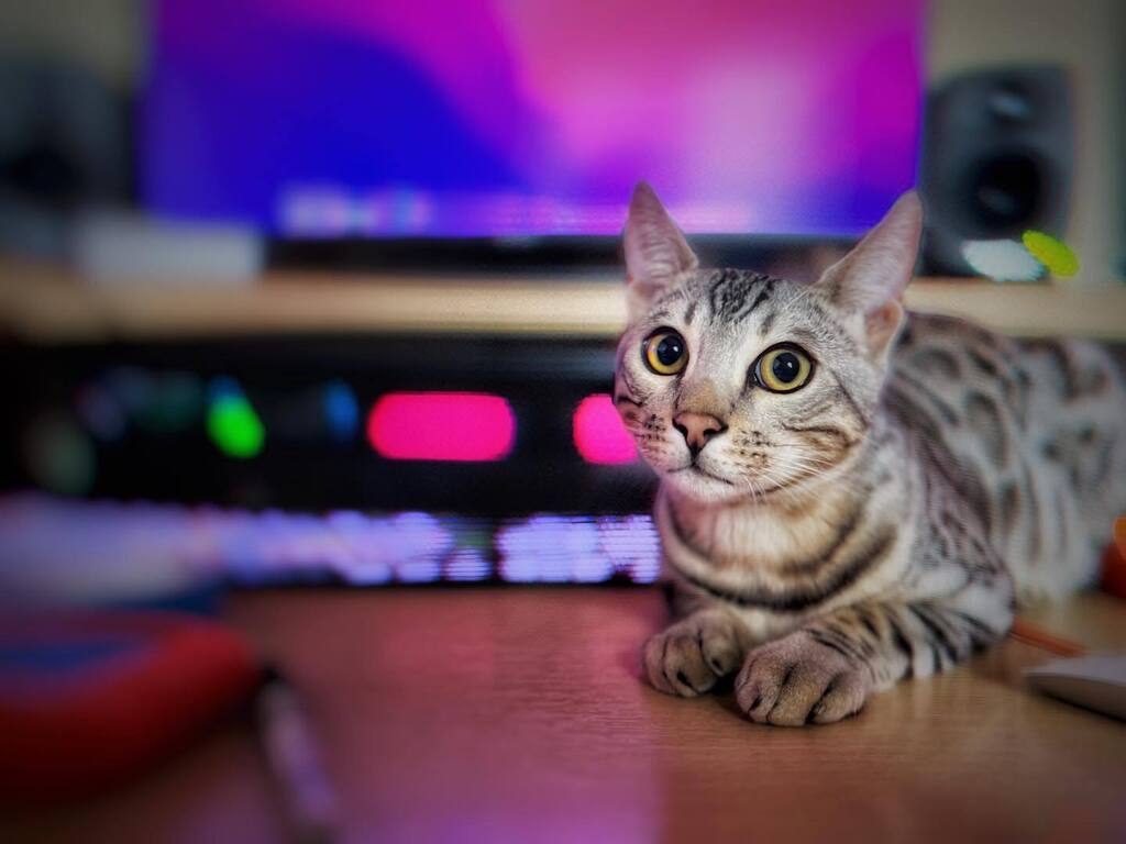 Dave_G_Jones's tweet photo. Been absent on here a while. And now Alfie’s twice the size. And therefore old enough to be employed as an edit assistant.
#shotoniphone #shotoniphone13promax #iphone13promax #iphoneography #iphoneographer #iphonephotography #iphonephotographer #iphoneedit #snapseed #snaps… https://t.co/zYthof30JX