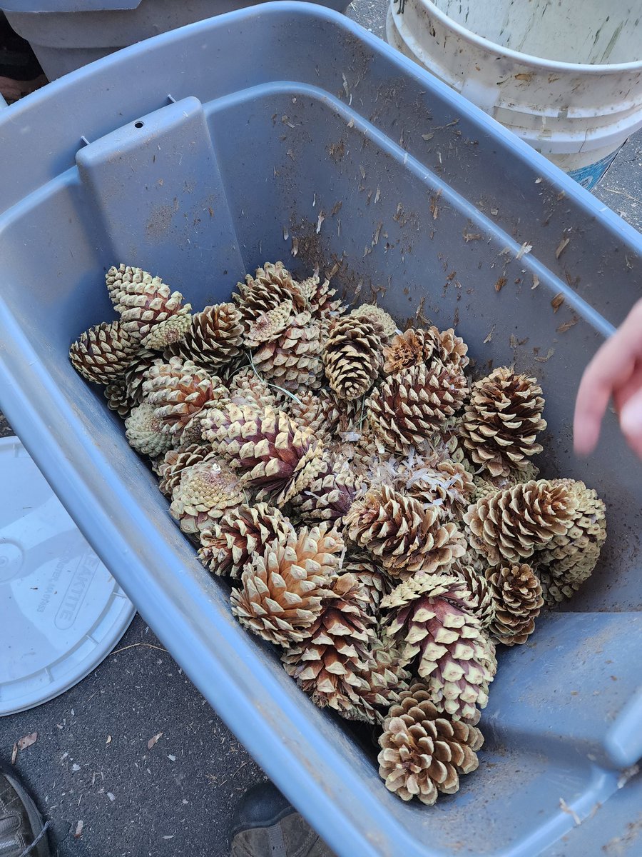 DyerDialogue's tweet photo. Well folks, #SeedSeptemeber has been fun! Looking back there are alot of good memories. We, @americanforets, hope you learned something new & that you'll be part of the movement to #SaveOurSeed! Only together, our powers combined, will we beat this wicked problem. #ActOnClimate https://t.co/BbEuZpE5Ns