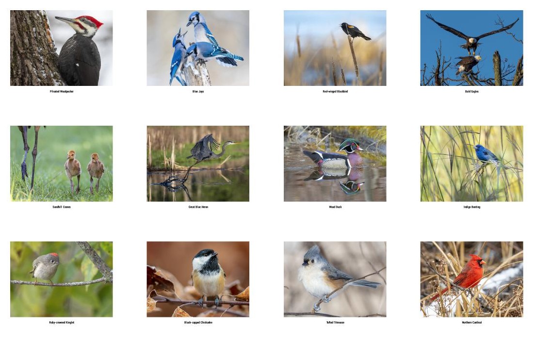JocAPhotography's tweet photo. 🗓️ Calendars are now available! Feathered Friends 2023 by Jocelyn Anderson Photography:  https://t.co/WhgAzr7HYa . Features some of my favorite photos over the past year. https://t.co/gklKmvHI8i
