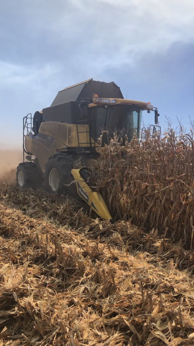 HodgesSeed's tweet photo. Harvested another Channel corn plot in Scott county, Mo today. New product 218-55TRE wins at 237bpa. #seedmanshipatwork @Channel_MO @ChannelSeed @bootheeltim @SteveTroesser https://t.co/NoHltimP88