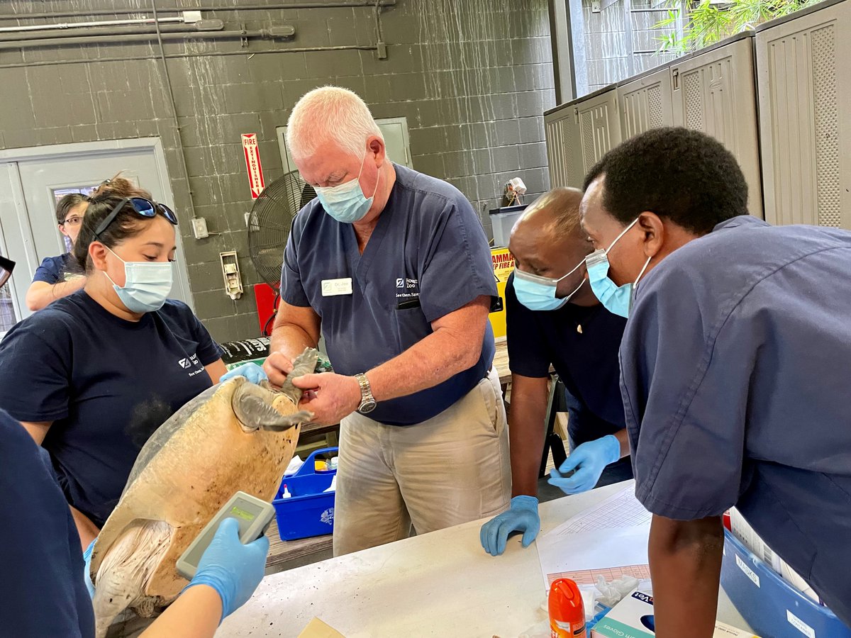 houstonzoo's tweet photo. We recently hosted four of our Rwanda wildlife veterinary partners who visited us and trained alongside our Zoo veterinarians. They worked on many different procedures to better prepare them for responding to their wildlife veterinary needs. Read more: https://t.co/3b5FHzbsEw https://t.co/RIinp271LQ