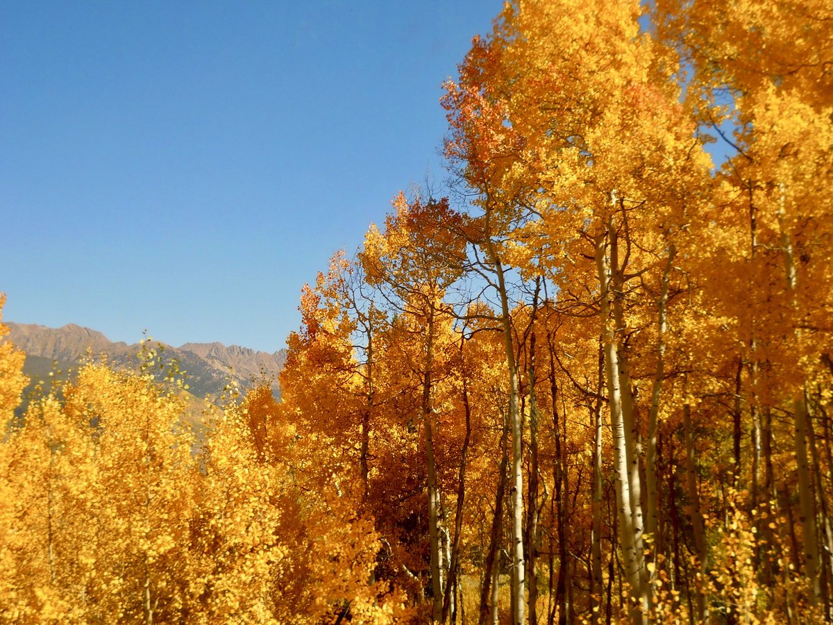 KyleCinVail's tweet photo. 11 months out of the year visitors and newcomers to the valley often ask why this particular area is called Golden Peak. Mid September to mid October? Nobody asks.🤔😉 #FallCOLORado🍂 https://t.co/eq1rBwd8pV