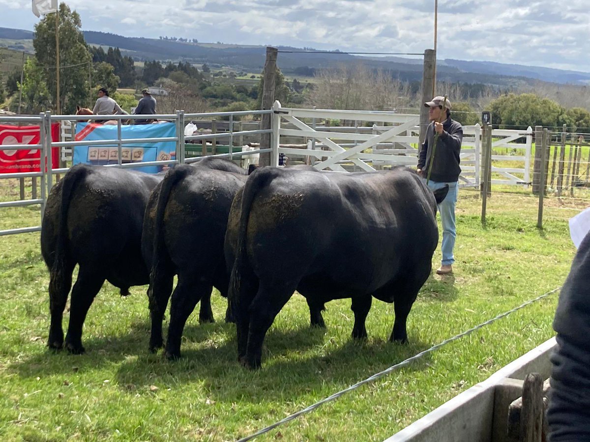 Escritorio Arrospide tweet media