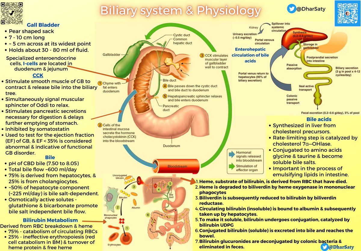 DharSaty's tweet photo. Bile Acids (BA) &amp; Diabetes:
-BA metabolism altered in obesity &amp; DM
-BA stimulate GLP1 production in the distal SB &amp; colon, stimulating insulin secretion &amp; are involved in carb &amp; fat metabolism
-Through their insulin sensitizing effect play a part in insulin resistance &amp; type 2 DM https://t.co/MM4NZzRe8N