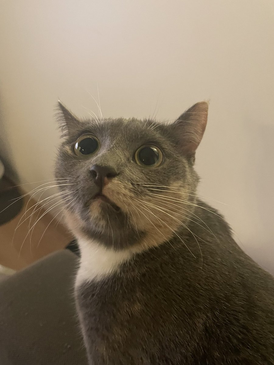 Moi quand je vois quelqu’un qui vote pas pour Léa #DALS12 #DALS