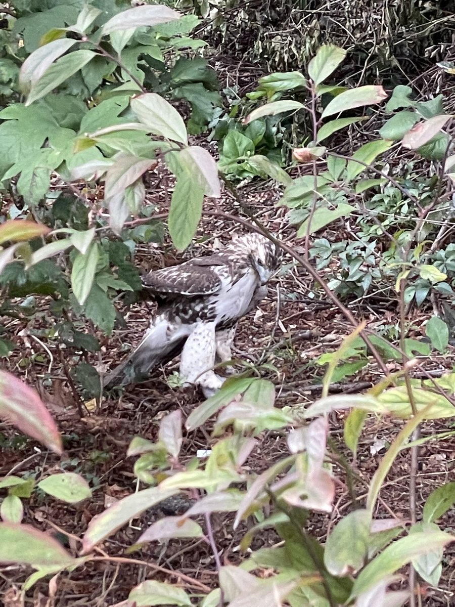 ledouxjames's tweet photo. Bird for reference https://t.co/xDMeLDxhnQ