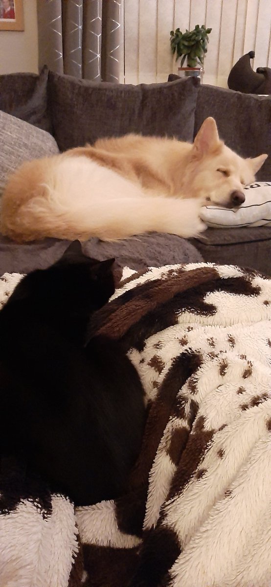 Lesmc7's tweet photo. @mcbrady716 @38Caz Same 😘🐾😴 https://t.co/xnt3h99xhr