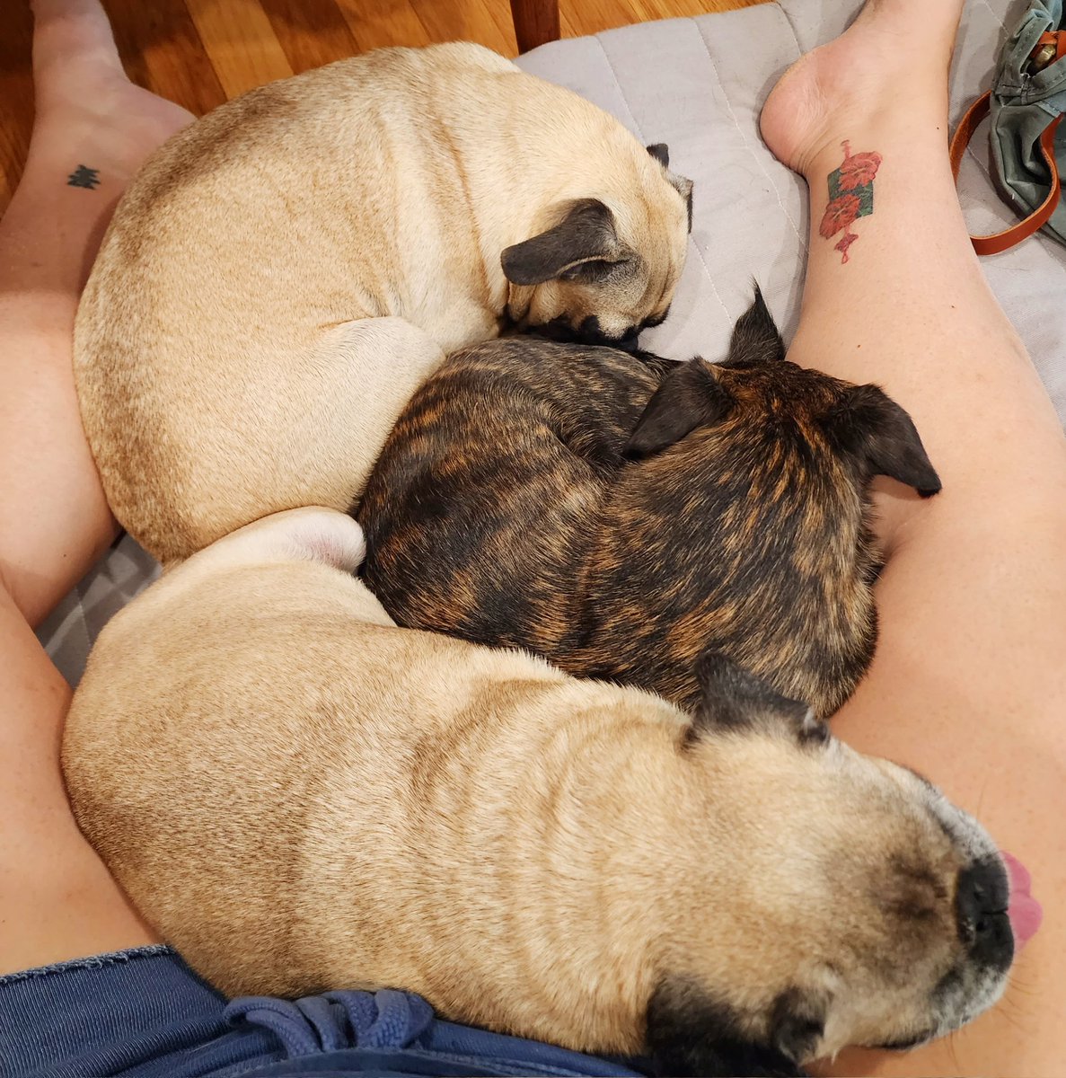 With the cooler weather comes more warm snuggles! #rosyposy #monkadoodledoo #pikapug