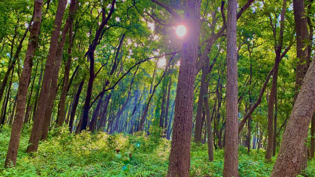 Mornings in jungles are of hope and peace. Trees are there to take you for inner journeys.
