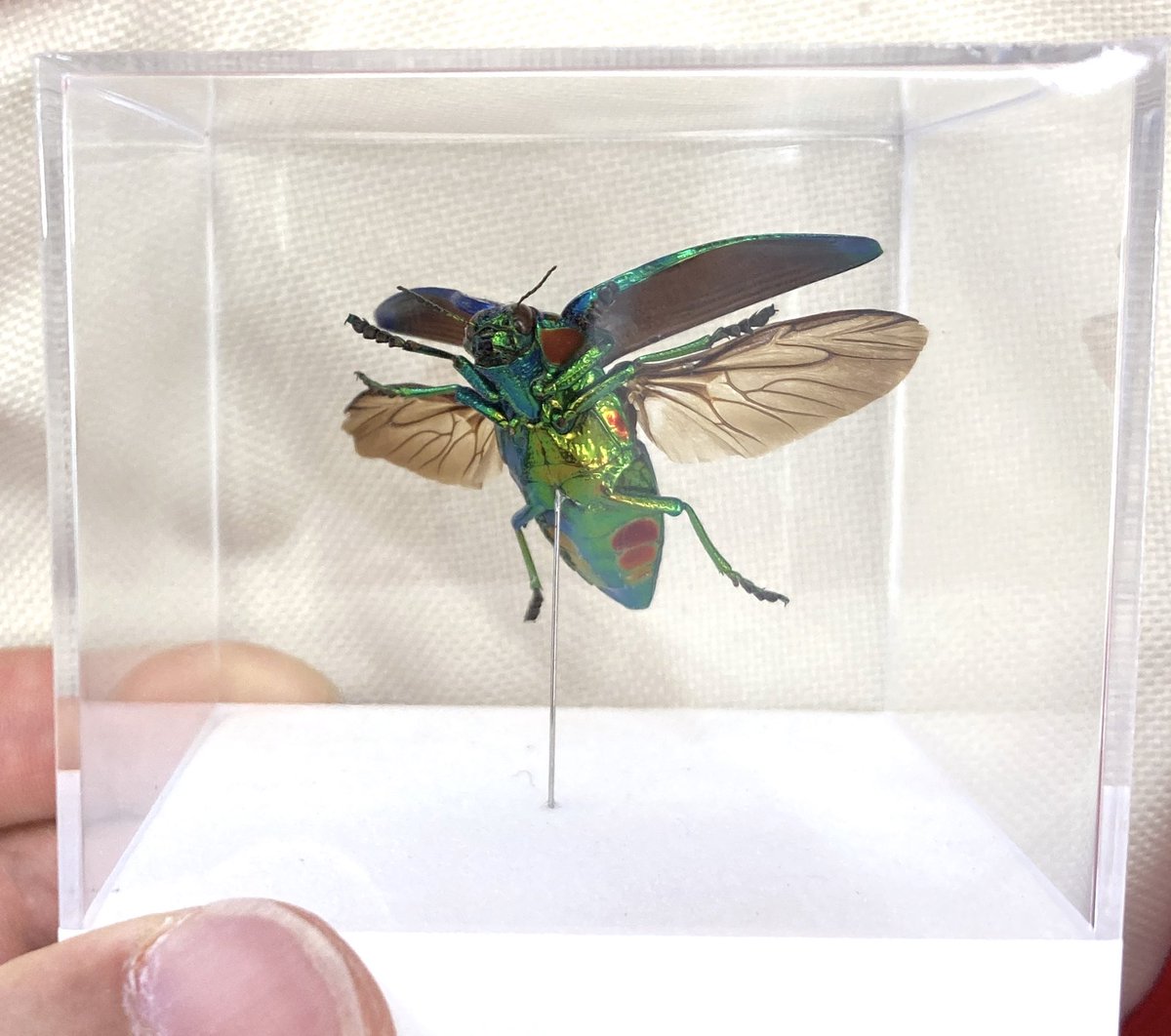 ☆ 展翅屋工房 ☆ 『 ハナカマキリ 幼虫 』 生態標本