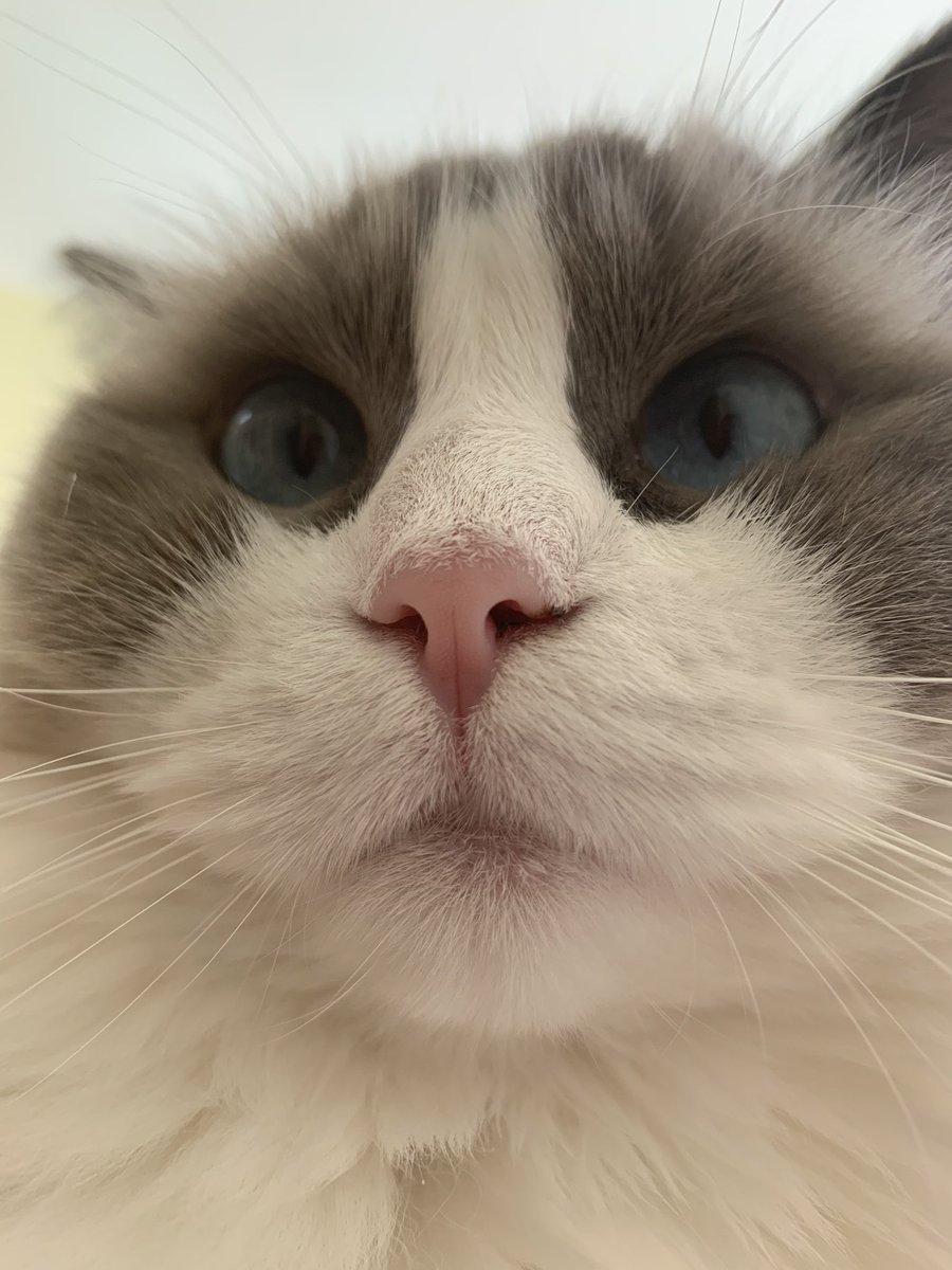 solveig_hanson's tweet image. 