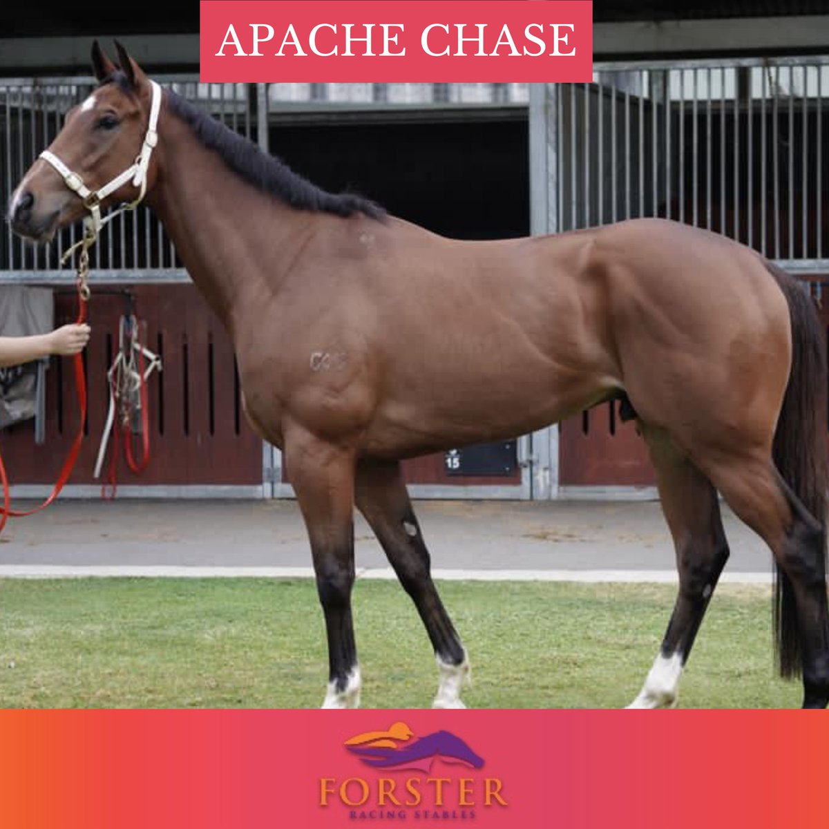 The team has headed south to Royal Randwick at Sydney with the amazing Apache Chase today! He is running in the Premier Stacks (R7) at 3:25 this afternoon. 

It's going to be a great weekend!!