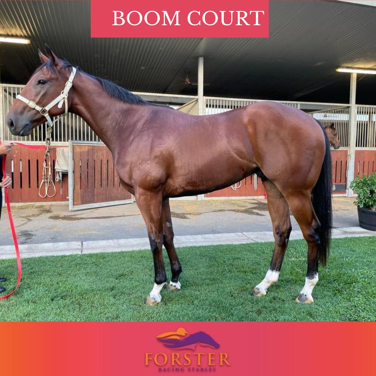 The fabulous Boom Court is running at Eagle Farm on this overcast Saturday afternoon in Brisbane. 
R3 QTIS 3-Y-O Hcp - 1:07pm