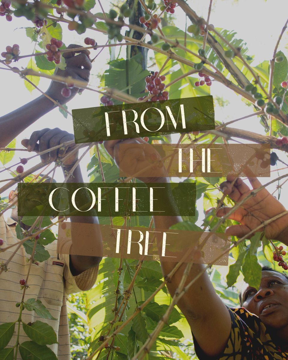 From the coffee tree ...