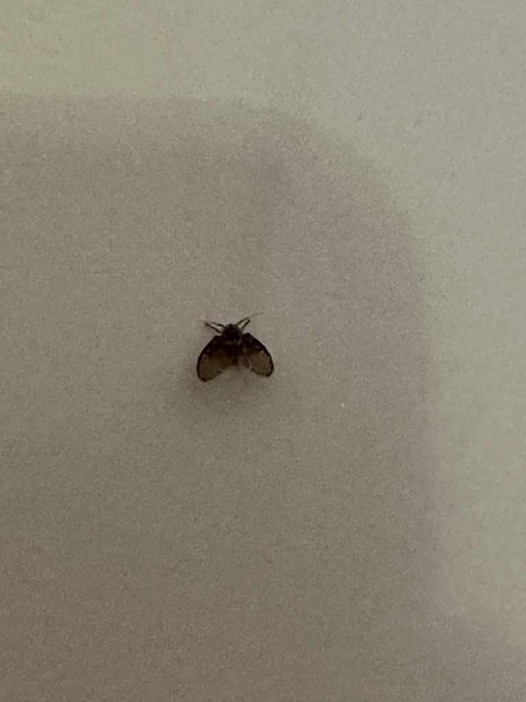 chendo@mastodon.social tweet media