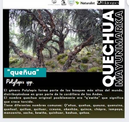 ActLenguas's tweet photo. YURAKUNA(#flora): 🌲El arbol Polylepsis, #Queñua/ #QIWUÑA en #RUNASIMI (Quechua) puede crecer en zonas arriba de 3000 msnm.
🌲 https://t.co/qHUdqm6uJD
Conozcan más del #proyecto #ecolingüístico #Quechua #Mayunmarka del @LivingATLASVivo en #iNaturalist
📲https://t.co/IJVFvdnBTA https://t.co/lmK0C0bDTN