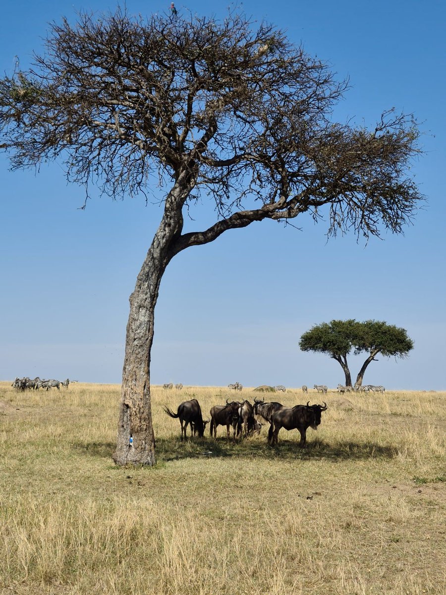 The message is simple: Love and conserve our wildlife - Steve Irwin
Happy weekend from Masai Mara