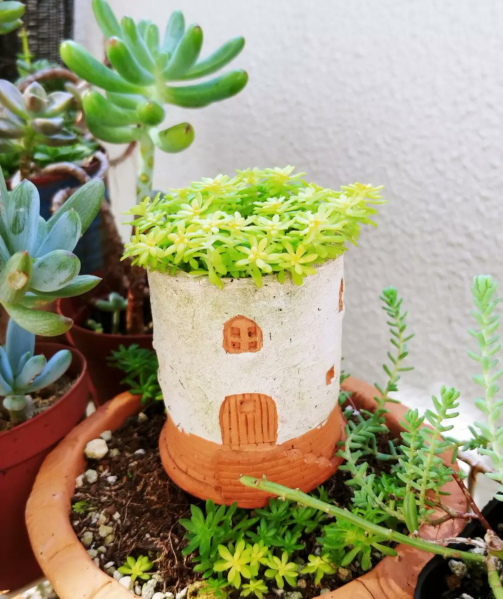 TukisamaYy's tweet photo. 月めくりカレンダーが残り3枚❗😅

テラコッタの小さなお家鉢に植えたセダムは毎年 真夏や真冬には消えかけるけどいつも復活してくれます😊

テラコッタの小さな鉢や多肉植物の寄せ植え等を10月15日(土) #すみだ川ものコト市 
@monokoto_info で販売します。
『月と虹』にぜひお立ち寄りください🍀 https://t.co/P7m3AqFfFe