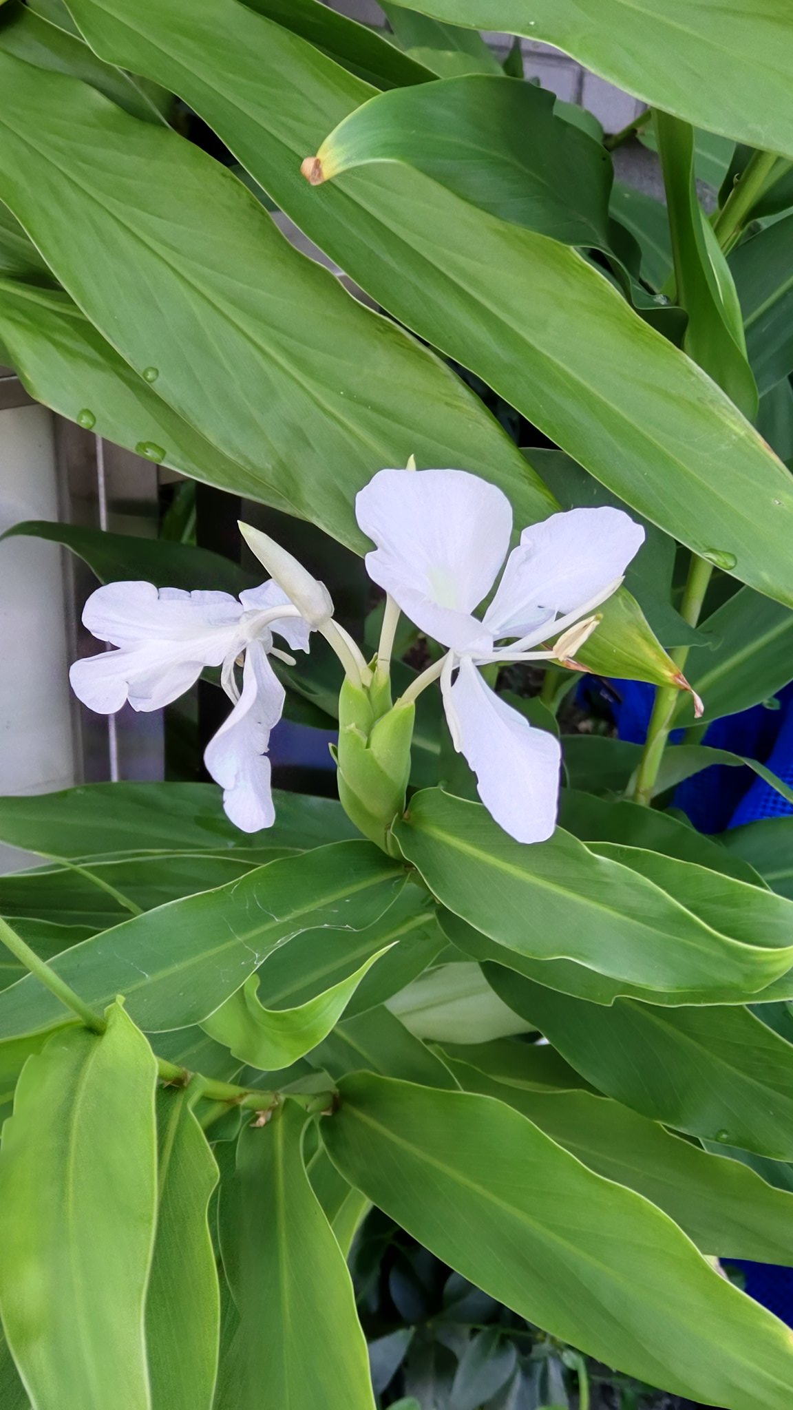 ハナシュクシャ Twitter Search Twitter